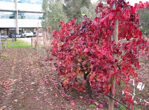 Shiraz Disease